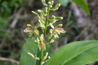 Alpinia galanga