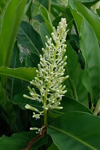 Alpinia galanga