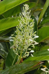 Alpinia galanga