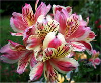 Alstroemeria Anne Peru zambağı fidesi