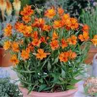 Alstroemeria aurea Orange King Peru Zambağı fidesi