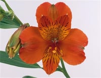 Alstroemeria Beatrice Peru zambağı fidesi