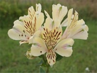 Alstroemeria Noah Peru zambağı fidesi