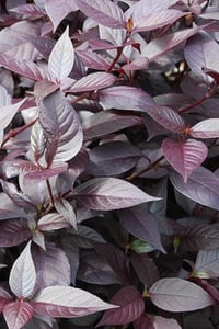 Alternanthera dentata Ruby kırmızı alternathera Mozaik Çalısı