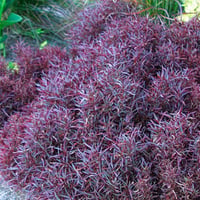Alternanthera ficoidea Red Threads Bordo Mozaik Çalısı