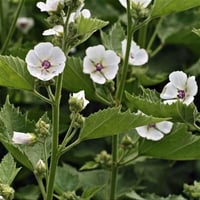 Althaea officinalis Marsh Mallow Gül Hatmi çiçeği fidesi