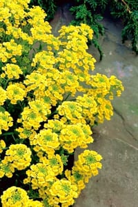 Alyssum montanum Mountain Gold Kuduz Otu Fidesi