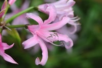 Amarine Belladiva, açık pembe amerin soğanı