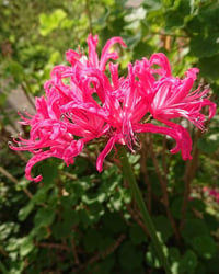 Amarine Tubergenii Zwanenburg, koyu pembe amerin soğanı