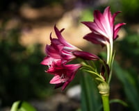 Amaryllis Bella Donna