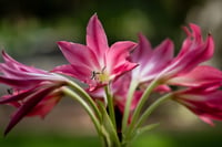 Amaryllis Bella Donna