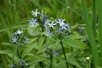 Amsonia eliptica mavi yıldız fidanı