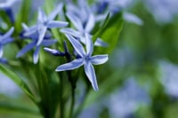 Amsonia eliptica mavi yıldız fidanı