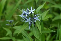 Amsonia eliptica mavi yıldız fidanı