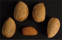 Amygdalus communis Picantili Badem fidanı