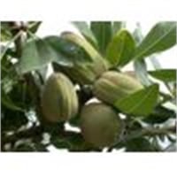 Amygdalus communis Tuona Badem fidanı