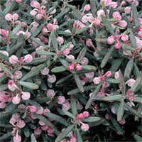 Andromeda polifolia Blue Ice Zehirli biberiye fidanı