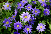 Anemone blanda Blue Shades Dağ Lalesi Fidesi