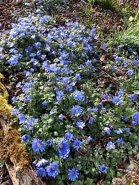 Anemone blanda Blue Shades Dağ Lalesi Fidesi
