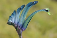 Anigozanthos Celebraiton masquerade Kanguru Pençesi fidesi