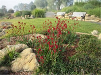 Anigozanthos Everlasting Red Kırmızı kanguru pençesi fidesi