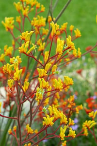 Anigozanthos Landscape gold Kanguru Pençesi fidesi
