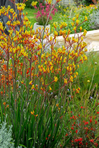 Anigozanthos Landscape gold Kanguru Pençesi fidesi