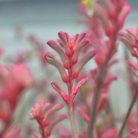 Anigozanthos Landscape Princess Kanguru Pençesi fidesi