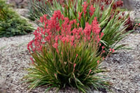 Anigozanthos Landscape Princess Kanguru Pençesi fidesi