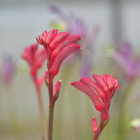 Anigozanthos Landscape Princess Kanguru Pençesi fidesi