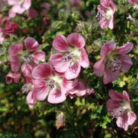Anisodontea capensis Güney Afrika Ebegümeci Fidanı