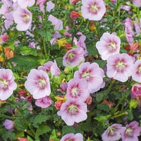 Anisodontea scabrosa Miss Pinky Güney Afrika Ebegümeci Fidanı