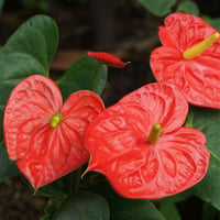 Anthurium Antoryum Flamingo Çiçeği Salon Güzeli fidanı