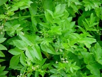 Apium nodiflorum Lübnan teresi fidesi