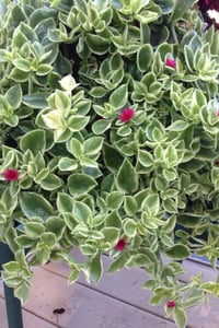 Aptenia grandiflora variegata Alacalı Buz Çiçeği fidesi