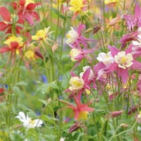 Aquilegia vulgaris Haseki Küpesi fidesi