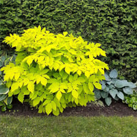 Aralia cordata Sun King aralya fidanı