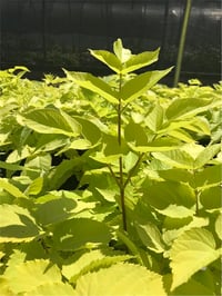Aralia cordata Sun King aralya fidanı