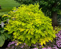 Aralia cordata Sun King aralya fidanı