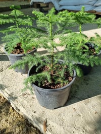Araucaria heterophylla Salon Çamı Arokarya