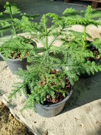 Araucaria heterophylla Salon Çamı Arokarya
