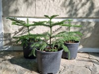 Araucaria heterophylla Salon Çamı Arokarya