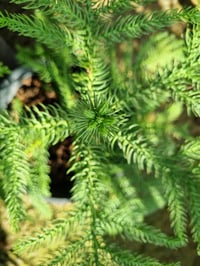 Araucaria heterophylla Salon Çamı Arokarya