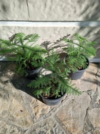 Araucaria heterophylla Salon Çamı Arokarya