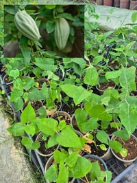 Araujia sericifera Kastamonu Bamyası, Ağaç Bamyası