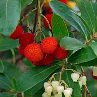 Arbutus unedo Dağ çileği Kocayemiş Ağaç çileği fidanı