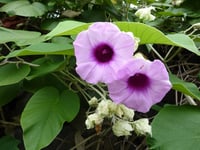 Argyreia nervosa Hawaii Orman Gülü fidanı