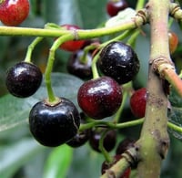 Aristotelia chilensis Variegata alacalı maqui berry Maqui üzümü