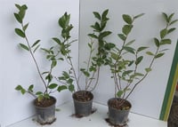 Aronia Aronya fidanı (Rus yaban mersini)