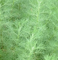 Artemisia abrotanum Acı Pelin otu fidesi